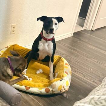 Rescue Terrier and Pit Bull Terrier Dogs for Adoption in Guthrie, Oklahoma - Paris | PetCurious