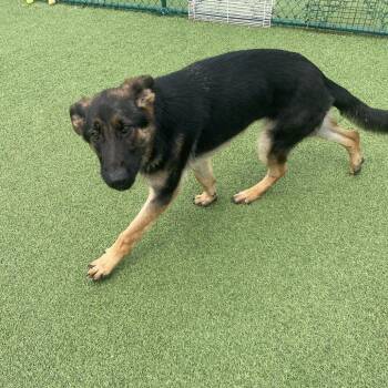 Spice 2017 -  German Shepherd Dog Dog for Adoption in Loxahatchee Groves, Florida - Spice 2017 | PetCurious