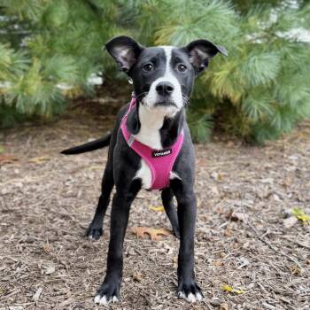 Eden -  Terrier and Mixed Breed Dog for Adoption in East Hampton, New York - Eden | PetCurious