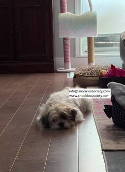 Peaches -  Shih Tzu Dog for Adoption in Toronto, Ontario - Peaches | PetCurious