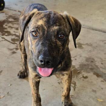 Skye -  Labrador Retriever and Dutch Shepherd Dog for Adoption in Phoenix, Arizona - Skye | PetCurious