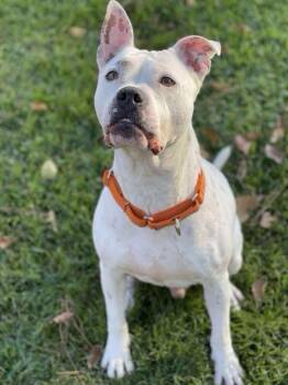 American Staffordshire Terrier Dogs Available for Adoption - Calvin | PetCurious