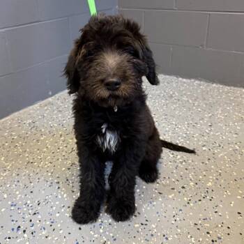 Labrador Retriever and Poodle Dogs Available for Adoption in Tuscaloosa, Alabama - TUSC-Stray-84122 | PetCurious
