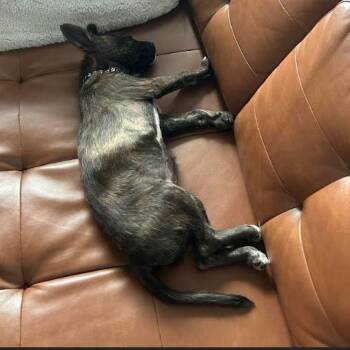 Plott Hound and Husky Dogs Available for Adoption in Minnetonka, Minnesota - Naomi D68956 | PetCurious