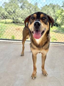 Dawson -  Rottweiler and Shepherd Dog for Adoption in Canyon Lake, Texas - Dawson | PetCurious