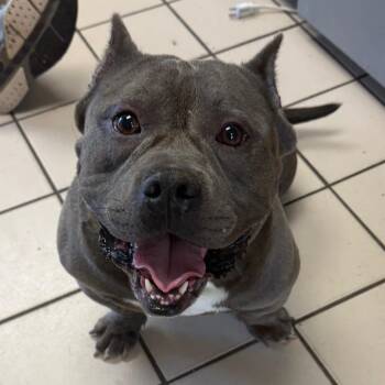 TUSC-Stray-85913 -  Staffordshire Bull Terrier and American Bulldog Dog for Adoption in Tuscaloosa, Alabama - TUSC-Stray-85913 | PetCurious