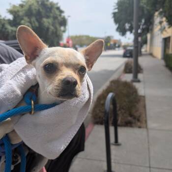 French Bulldog and Chihuahua Dogs Available for Adoption in Pasadena, California - Delilah | PetCurious