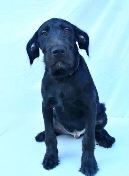 Rescue Standard Poodle and Mixed Breed Dogs for Adoption in Morton Grove, Illinois - Pixel | PetCurious