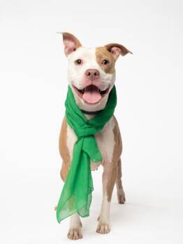 Cuddles -  Mixed Breed Dog for Adoption in Atlanta, Georgia - Cuddles | PetCurious