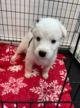 Pickles -  German Shepherd Dog and Mixed Breed Dog for Adoption in Chillicothe, Ohio - Pickles | PetCurious