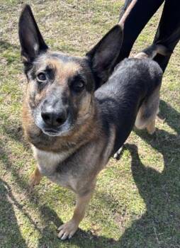 Chico 1310-25 -  German Shepherd Dog and Mixed Breed Dog for Adoption in Cumming, Georgia - Chico 1310-25 | PetCurious