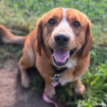 Appeal -  Mixed Breed Dog for Adoption in Fredericksburg, Virginia - Appeal | PetCurious