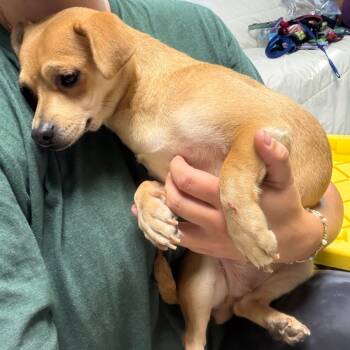 Rescue Chihuahua and Dachshund Dogs for Adoption in Savannah, Georgia - Spicy Margarita | PetCurious