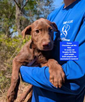 Chocolate Labrador Retriever Dogs Available for Adoption - Guess | PetCurious