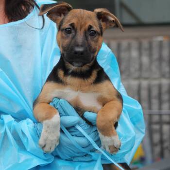 German Shepherd Dog and Terrier Dogs Available for Adoption in Lemont, Illinois - Lavender | PetCurious