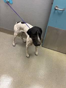 English Pointer Dogs Available for Adoption in Las Vegas, Nevada - BRAVE LIL TOASTER | PetCurious