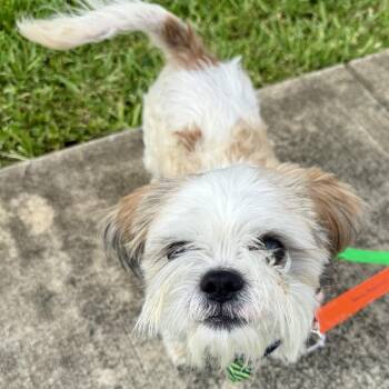 Buster -  Shih Tzu Dog for Adoption in Fort Lauderdale, Florida - Buster | PetCurious