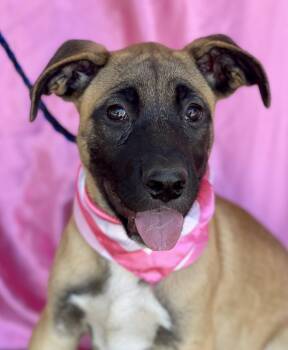 CUPCAKE -  Shepherd Dog for Adoption in Rowland Heights, California - CUPCAKE | PetCurious