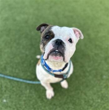 Mixed Breed Dogs Available for Adoption in Dallas, Texas - LOT | PetCurious