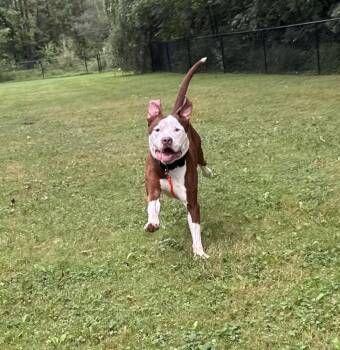 Gucci -  Terrier Dog for Adoption in New York, New York - Gucci | PetCurious