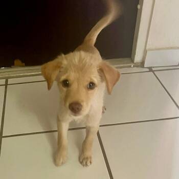 Sofya -  Mixed Breed Dog for Adoption in New York, New York - Sofya | PetCurious