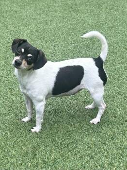 Evie -  Chihuahua and Dachshund Dog for Adoption in Madison, Georgia - Evie | PetCurious