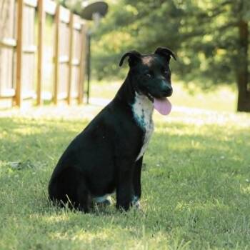 Stormy -  Pit Bull Terrier and Mixed Breed Dog for Adoption in Madisonville, Kentucky - Stormy | PetCurious