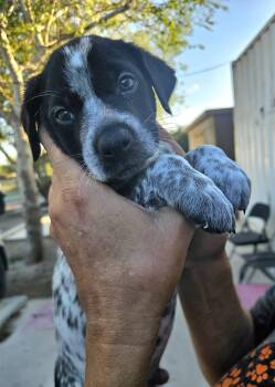 Bam Bam -  Australian Cattle Dog Blue Heeler Dog for Adoption in Corpus Christi, Texas - Bam Bam | PetCurious