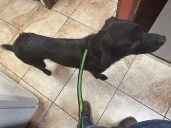 Jolteon -  Mixed Breed Dog for Adoption in Cincinnati, Ohio - Jolteon | PetCurious