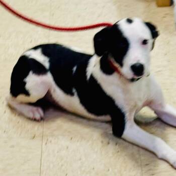 OMAHA -  Dalmatian and Mixed Breed Dog for Adoption in Lucedale, Mississippi - OMAHA | PetCurious