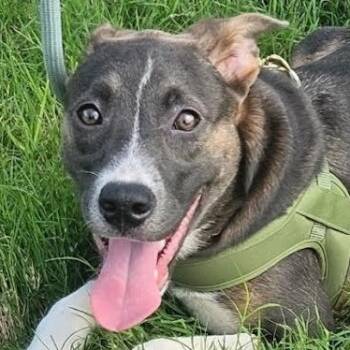 Minzi -  Australian Cattle Dog Blue Heeler and Mixed Breed Dog for Adoption in Corpus Christi, Texas - Minzi | PetCurious