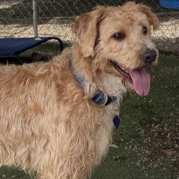 Trucker -  Labrador Retriever and Standard Poodle Dog for Adoption in San Diego, California - Trucker | PetCurious