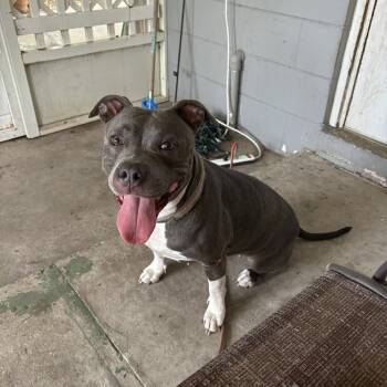 Rescue American Staffordshire Terrier Dogs for Adoption in Lakeland, Florida - Dalhia | PetCurious