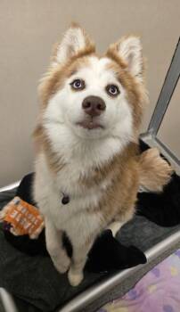 Coco Puff -  Siberian Husky and Mixed Breed Dog for Adoption in Bellevue, Washington - Coco Puff | PetCurious