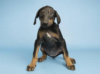 CORAL -  Doberman Pinscher Dog for Adoption in Phoenix, Arizona - CORAL | PetCurious