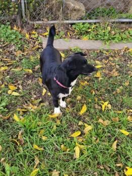 Blackie Pearl -  Terrier and Corgi Dog for Adoption in Waunakee, Wisconsin - Blackie Pearl | PetCurious