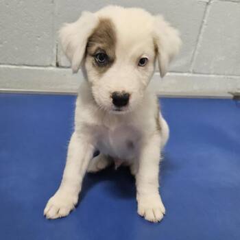 Jetpack Jukebox -  Australian Shepherd and Catahoula Leopard Dog Dog for Adoption in Livingston, Texas - Jetpack Jukebox | PetCurious