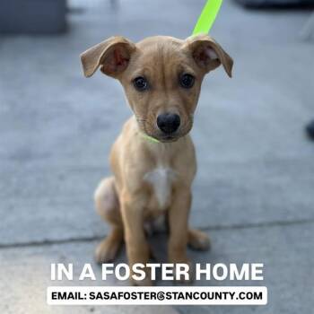 Staffordshire Bull Terrier and Mixed Breed Dogs Available for Adoption in Modesto, California - COLT | PetCurious