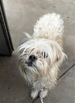 LEIA -  Mixed Breed Dog for Adoption in Dallas, Texas - LEIA | PetCurious