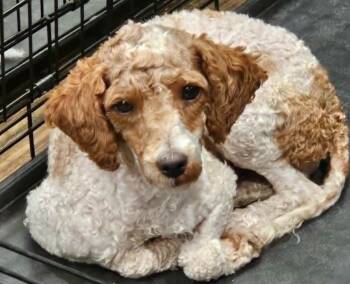 #292 Lucy -  Miniature Poodle Dog for Adoption in Twin Lakes, Wisconsin - #292 Lucy | PetCurious