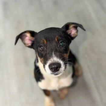 Australian Shepherd Dogs Available for Adoption in Princeton, Kentucky - Snickers | PetCurious