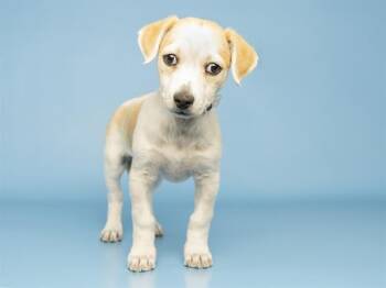 Chihuahua and Mixed Breed Dogs Available for Adoption in Phoenix, Arizona - TRAVIS | PetCurious
