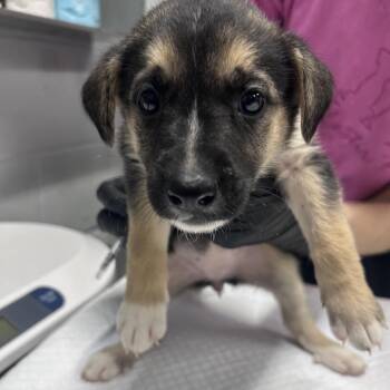 Plankton -  Mixed Breed Dog for Adoption in Summerville, South Carolina - Plankton | PetCurious