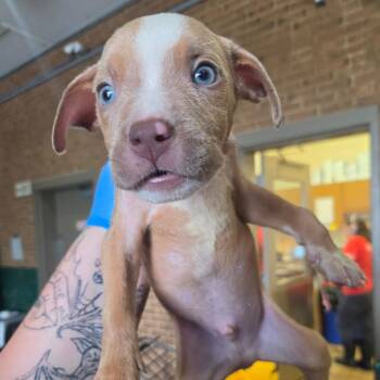 Pesto -  Pit Bull Terrier Dog for Adoption in Birmingham, Alabama - Pesto | PetCurious