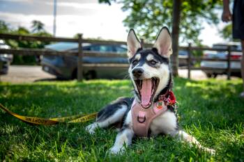Wren -  Husky Dog for Adoption in Mississauga, Ontario - Wren | PetCurious