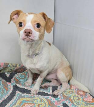 Romeo -  Chihuahua Dog for Adoption in New York, New York - Romeo | PetCurious