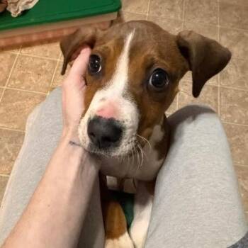 Boxer Dogs Available for Adoption - Butters | PetCurious