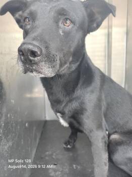 JACK BARREL -  American Staffordshire Terrier Dog for Adoption in San Antonio, Texas - JACK BARREL | PetCurious