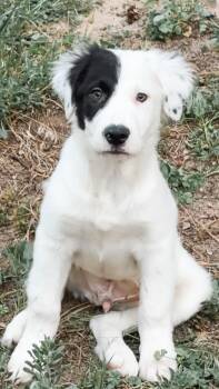 Labrador Retriever and Mixed Breed Dogs Available for Adoption in Parker, Colorado - 618 (2026) Peter | PetCurious