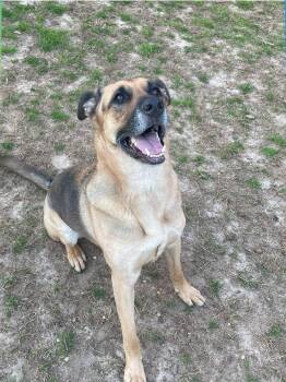 Rescue German Shepherd Dog Dogs for Adoption in Centerville, Georgia - Beau | PetCurious